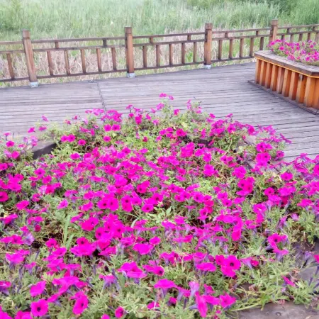 on the North Slope of Changbai Mountain Xinyi Inn