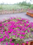 on the North Slope of Changbai Mountain Xinyi Inn