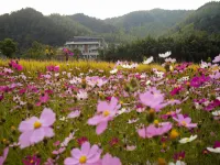 莫幹山縵田生態度假酒店 - 山景