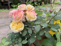 泸沽湖玫瑰庄园 - 花园