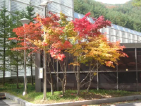 Jeongseon Mayhills Resort Hotel di 