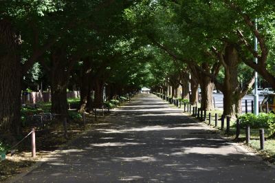 ホテル周辺 ホテルアラマンダ青山の写真