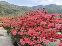 Luzhou Mountain Language Farmhouse