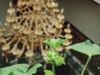 拉萨格桑花香香氛酒店 - 其他
