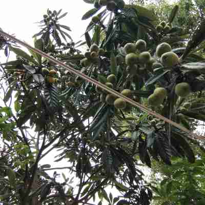 孝感青雅居士度假別墅 Others