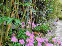 都江堰陌上花开民宿 - 其他