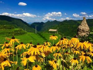 遂昌高山杜鵑農家