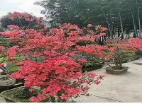 涇縣綠洲山語農家樂