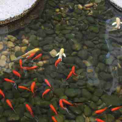 大連香格里拉大酒店 Hotel Exterior