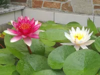Laocheng Yard Homestay - Виллы