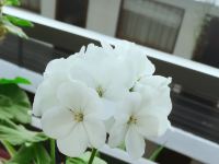 平措康桑青年旅舍(布达拉宫大昭寺店) - 其他