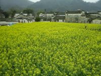 西递桃仙居客栈 - 酒店附近