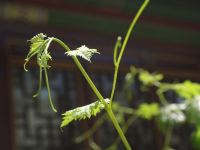 大同老马甲客栈四合院 - 花园