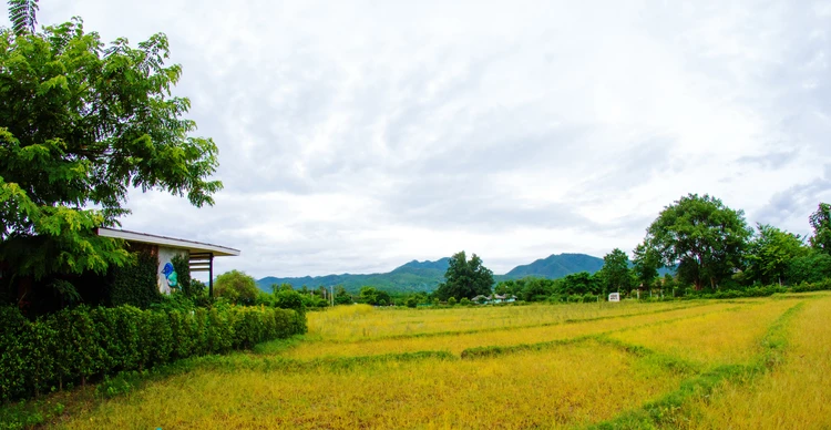 รูปภาพของสิริตา