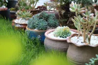 Wushe Folk Custom Inn Hotels in Zigui