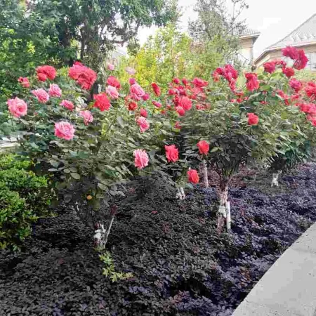 Suiping Hot Spring Town Farm Stay Hotel