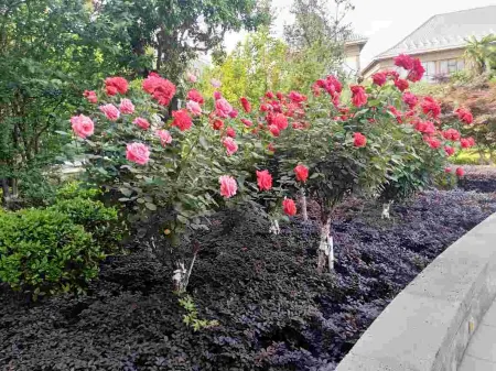 Suiping Hot Spring Town Farm Stay