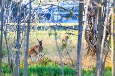 ホテル周辺 クラウンプラザ パースの写真