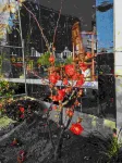 Taishun Qinyun Homestay - สัตว์เลี้ยง