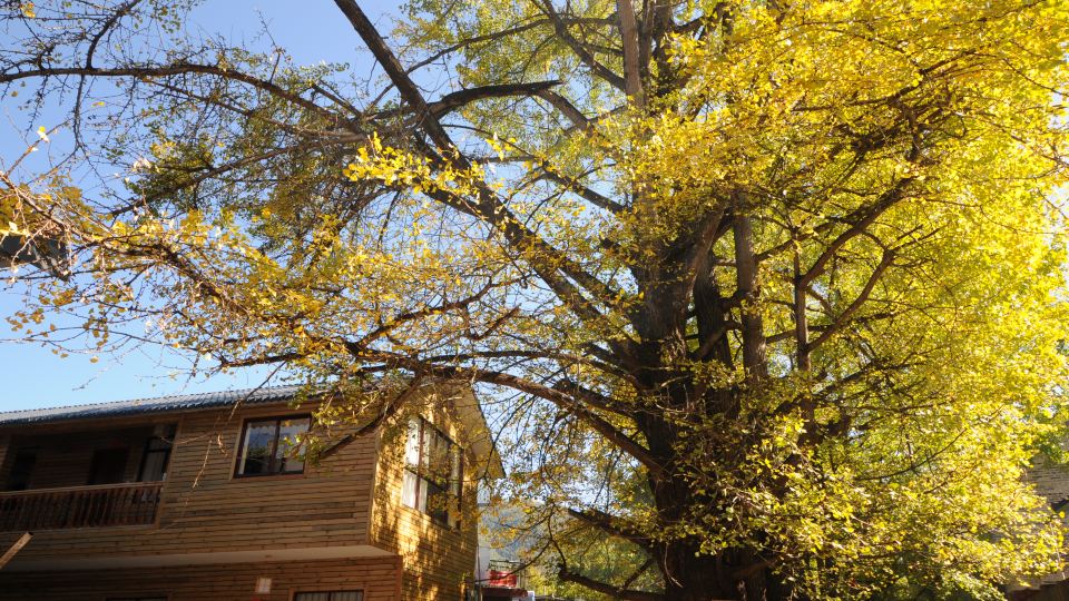 Tengchong Ginkgo Village Lingxing Ancient Tree Family Themed Inn