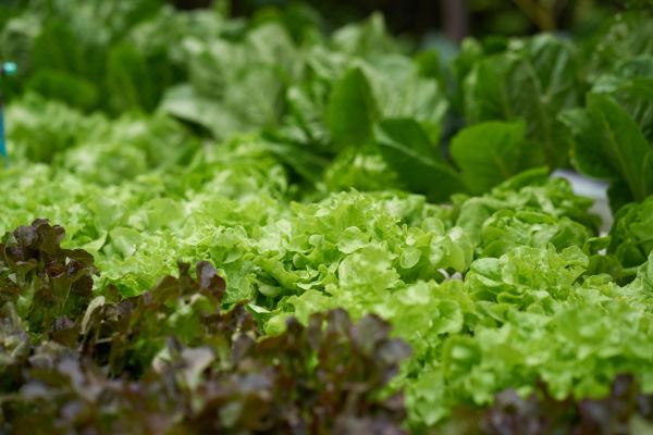 두짓 스위트 호텔 라차담리 방콕(Dusit Suites Hotel Ratchadamri, Bangkok)_3