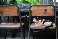 Tangtao Yard Hostel (Xiamen Gulangyu Fuxing Castle) Hotels in 