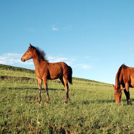 Bashang Grassland Beijing Zhijia Farm House