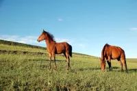 Bashang Grassland Beijing Zhijia Farm House - palestra