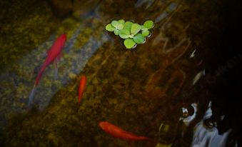 Fanchen Courtyard Hostel (Weishan Old Town)