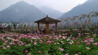 Wenchuan Yuzixi Courtyard