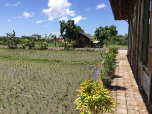 Antique Bali Rice Paddies Cabins