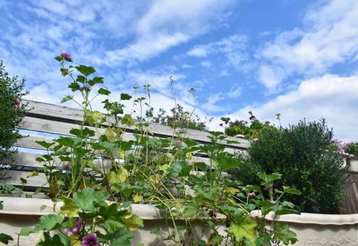 3. 페킹 유스 호스..