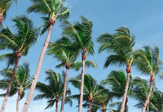 2. 헤난 팜 비치 ..