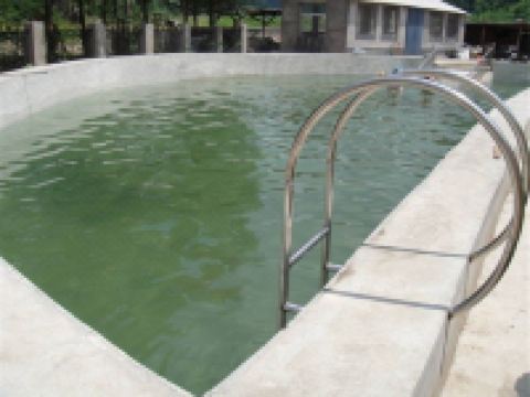 抚顺县绿森林渡假村 - 室外游泳池