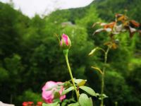 莫干山木子里山居民宿 - 花园