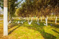 haozhou Linqu Campground Hotels in Bozhou