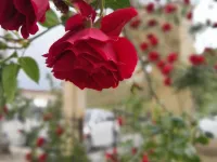 Peace Stone House Hotels near Dark Church