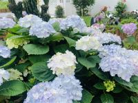 象山花样年华客栈 - 花园