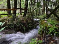 香格里拉哈巴雪山云上哈巴客栈 - 酒店附近