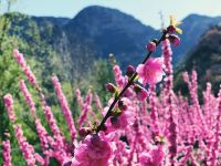 北京悠然山居别墅 - 花园