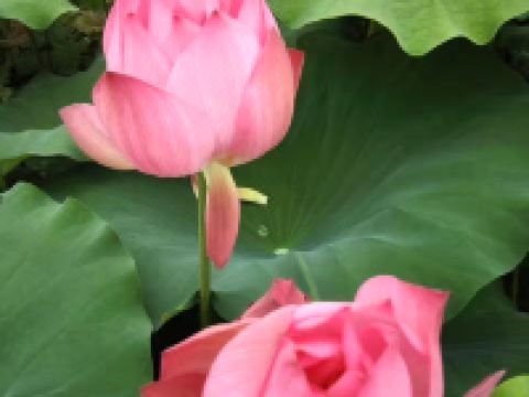 丹霞山君御公馆 - 酒店附近