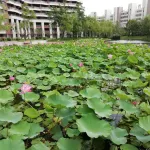Lianshanghai Travel Seascape Meisu (Dongdaihe Baijinhai Shop) Hotels in 
