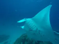 Rasdhoo Stay Hotels in Rasdhoo