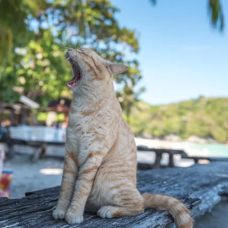 Racha Island Resort (Rayaburi)