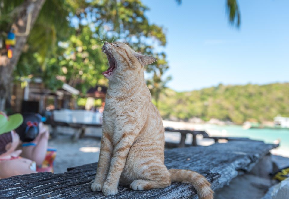 라차 아일랜드 리조트 라야부리 사진
