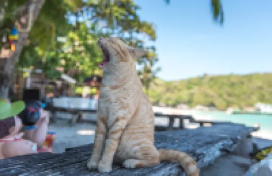 Racha Island Resort (Rayaburi)