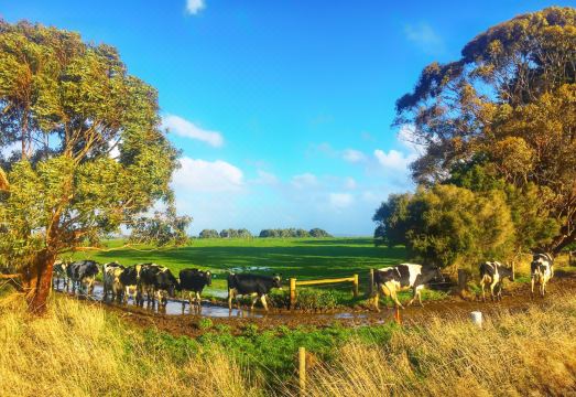 트웰브 어파슬스 모텔 & 컨트리 리트리트