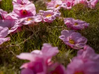 雲上阿牛家民宿