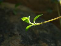 九华山东篱下悠然山居 - 酒店附近