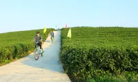 大明山茶園景區民宿